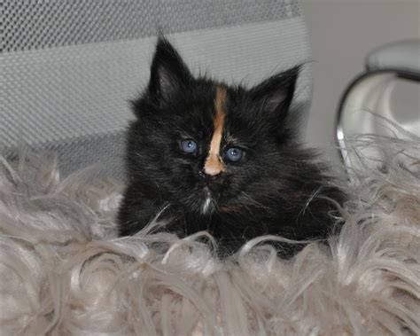 Ukpets found the following maine coon for sale in the uk. EuroCoons Mane Coon Kittens Previous litters July 2016 ...