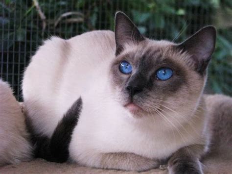 Blue Point Siamese Cat Interesting Facts And Personality Catspurfection