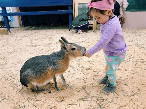 Wild And Fun Animal Farms And Petting Zoos To Visit Now Tinybeans