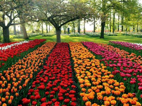 Keindahan Warna Warni Di Taman Bunga Relaks Minda