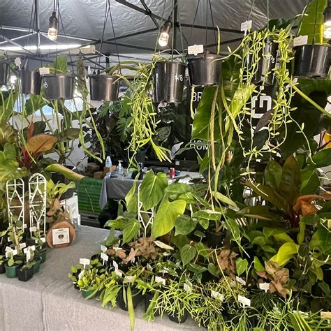 Indoor And Outdoor Plant Range Owys Garden