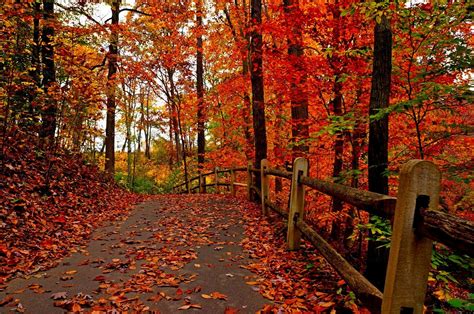 Autumn Forest Path Wallpapers Wallpaper Cave