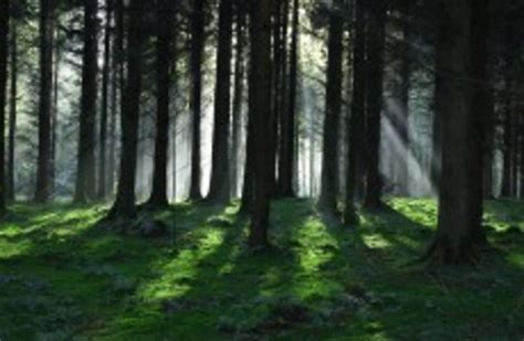 Sale Of Irish Forest Cannot Be Justified On Economic Grounds