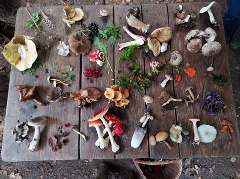 The best Wild Mushrooms to Forage for beginners