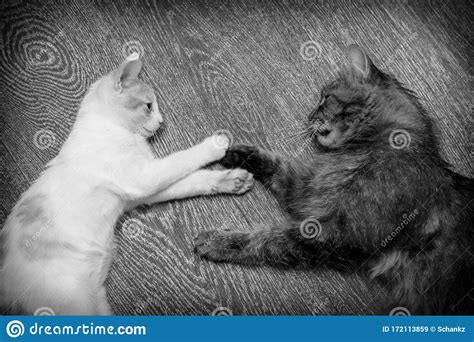 Two Cats Are Playing And Fighting Stock Image Image Of Feline Furry 172113859