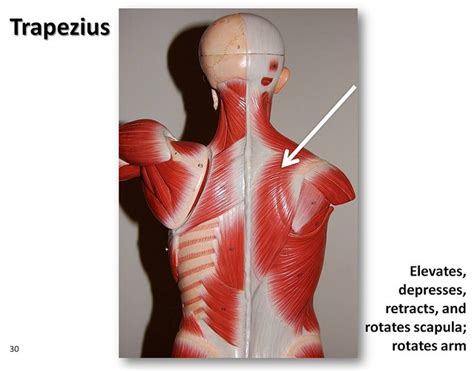 Trapezius Posterior View Muscles Of The Upper Extremity Visual Atlas