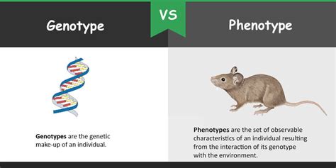 Difference Between Genotype And Phenotype Bio Differences