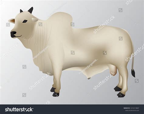 White Bull Brahman Graphic Vector Royalty Free Stock Vector