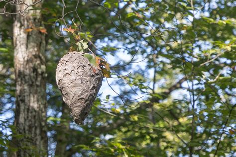 How To Remove A Hornet Nest From A Tree Catseye