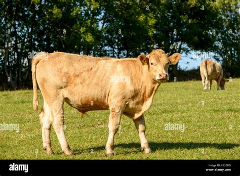 Young Bull Pasturing In The Gorgeous Devon Countryside Stock Photo Alamy
