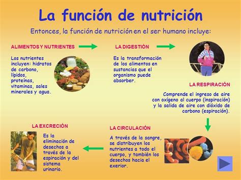 Une NutriciÓn Humana Definiciones De NutriciÓn NutriciÓn Humana Y