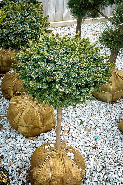 Pimoko Spruce Tree Form For Sale Online The Tree Center