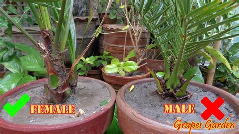 How To Differentiate Male And Female In Seed Grown Date Palm At Home English Youtube