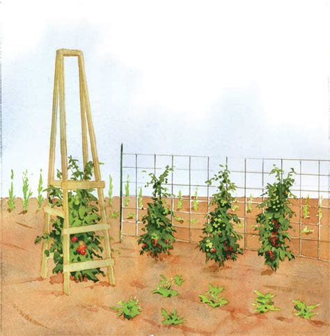 32 Diy Tomato Trellis And Cage Ideas For Healthy Tomatoes