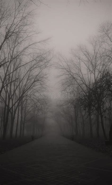 Foggy Park Stock Photo Image Of Greenery Path Outdoor 2469492