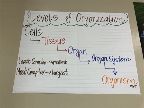 Cell Theory Anchor Chart