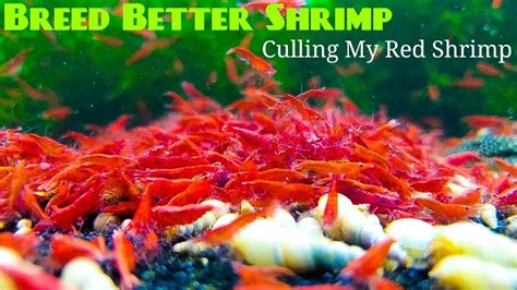 Breed Better Shrimp Culling My Red Shrimp Youtube