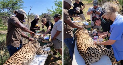 A Protocol For The Rescue Rehabilitation And Release Of Cheetahs