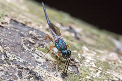 Z A Metapelma Sp Wasp Parasitoid Of Wood Boring Beet Flickr