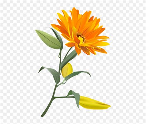 Free Png Download Orange Flower Png Images Background Orange Flower