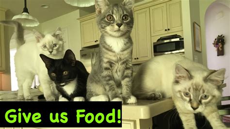 6 Hungry Rescued Kittens Demanding Food Youtube