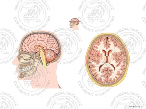 Sagittal And Axial Section Of The Brain Medical Illustrations