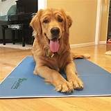 Images of Cooling Beds For Dogs Reviews