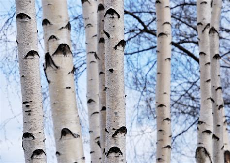 Birch Trees In Winter Inhabitat Green Design Innovation