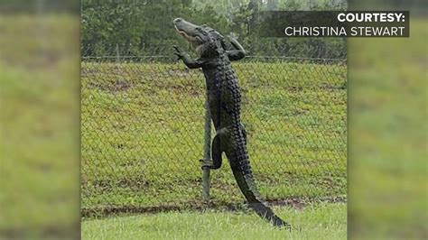 how does a gator get past a fence viral video shows you how