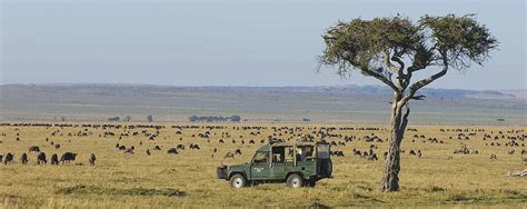 Why Visit The Maasai Mara Hodari Africa Safaris