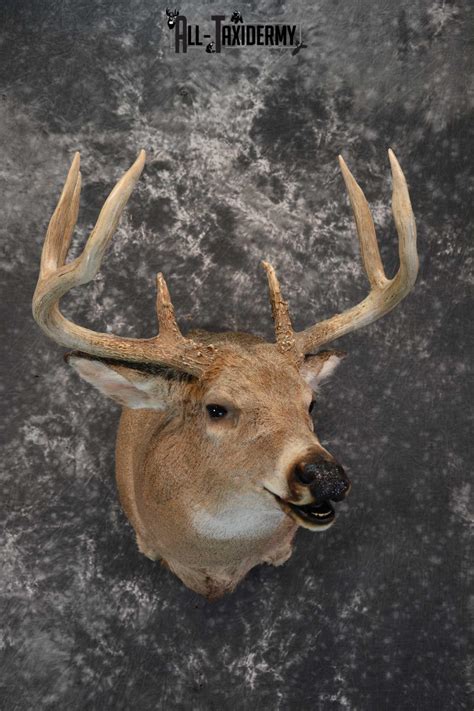 Whitetail Deer Mounts All Taxidermy