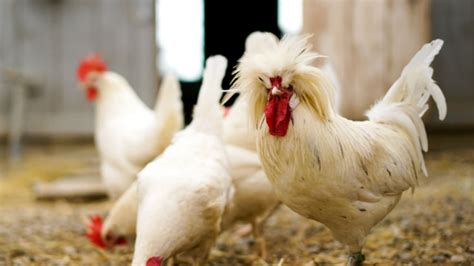 Chickens Are Much Much Smarter Than They Look Mental Floss