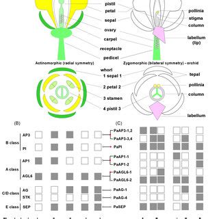 A typical flower consists of four types of floral leaves called sepals, petals, stamens and carpels in distinct whorls based on the symmetry of the flowers can be described in to following types (PDF) A Modified ABCDE Model of Flowering in Orchids Based ...