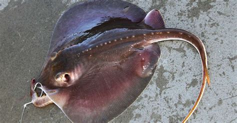 Stingrays Prove To Be Sticking Point For Many Gulf Anglers