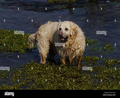 Golden Retriever River Stock Photo Alamy