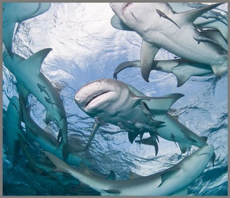 On some maps mega walls shark guide. Shark Torch and Projector