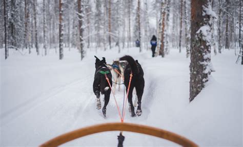 Husky Experience And Dog Sled Driving Noon Tour Norwegian Travel