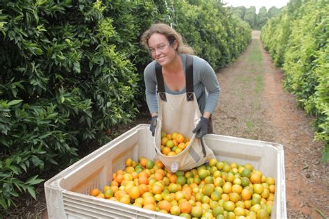 Le Fruit Picking Et Le Working Holiday Visa En Australie