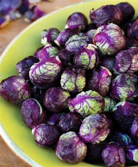 Purple Brussel Sprout Seeds F1 Hybrid Seeds 50 Thru 500 Seeds Etsy