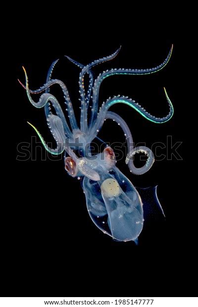 1 Sharpear Enope Squid Images Stock Photos 3d Objects And Vectors