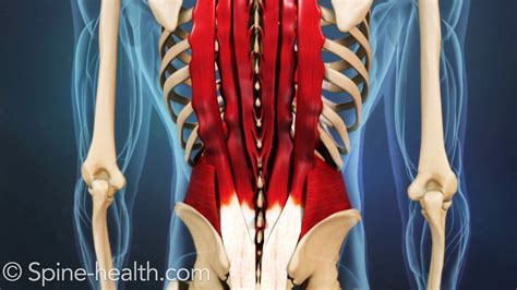 Understanding Lower Back Strain Pulled Back Muscle Treatment Lower