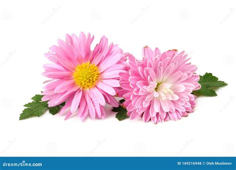 Chrysanthemum Bright Pink Flower With Green Leaf Isolated On White