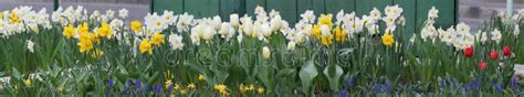Spring Flowers Panorama Stock Photo Image Of Tulip Narcissus 4800194