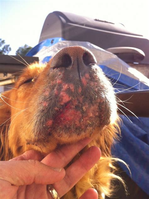 Golden Retriever Canine Acne