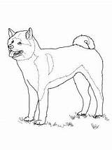 Akita Coloring Dog American Puppy Colouring Drawing Patterns Supercoloring Template Printable sketch template