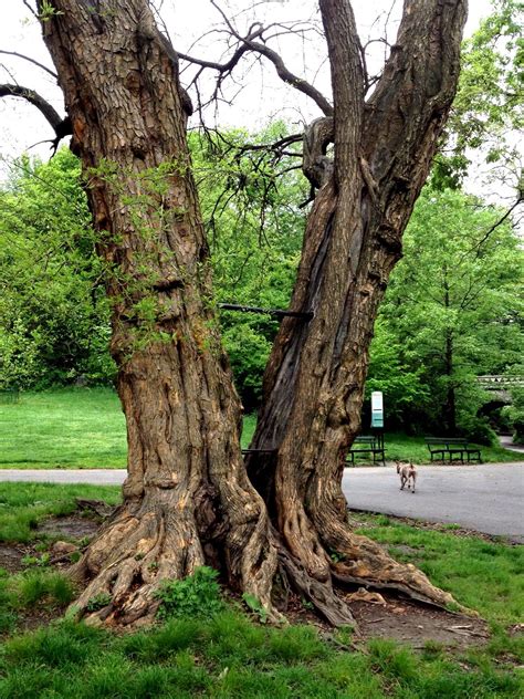 Tree Lesson For Today How To Split Apart And Stay Together In A