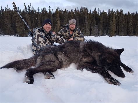 Pictures Of Gray Wolves Hunting
