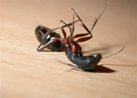 Ants Excel Pest Management