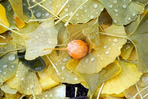 A tree is known by its fruit. The Mighty Ginkgo Tree at My Farm - The Martha Stewart Blog
