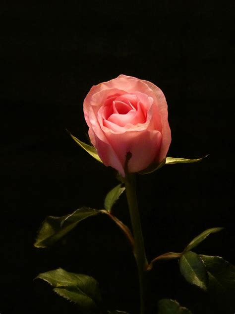 Free Stock Photo Of Pink Rose Bud Dark Background Download Free
